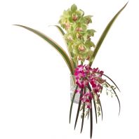 Tropical Cymbidium Orchid Spray