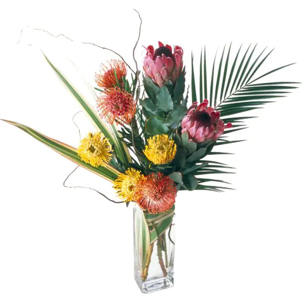 Tropical Protea Starburst Fresh Flower Profiles | Flower of the