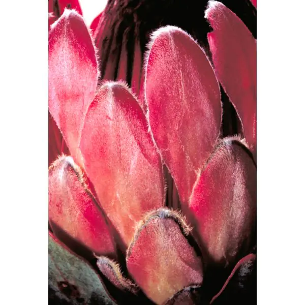 Tropical Protea Starburst Fresh Flower Profiles | Flower of the
