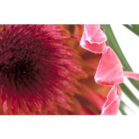 Pin Cushion & Pink Protea DIY Bouquet Kit
