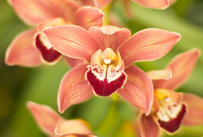 Cymbidium Orchids