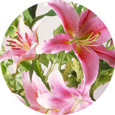 Oriental Lilies