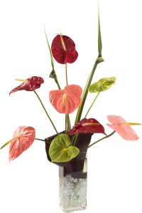 tropical anthurium bouquet