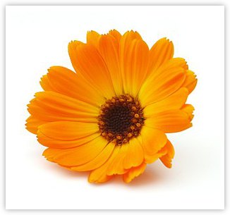 Calendula