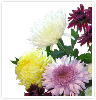 Chrysanthemum