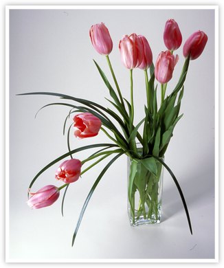 Tulips in vase