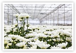 Top Growing Regions Top Growing Regions