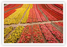 Flowers Growing in Field Flowers Growing in Field